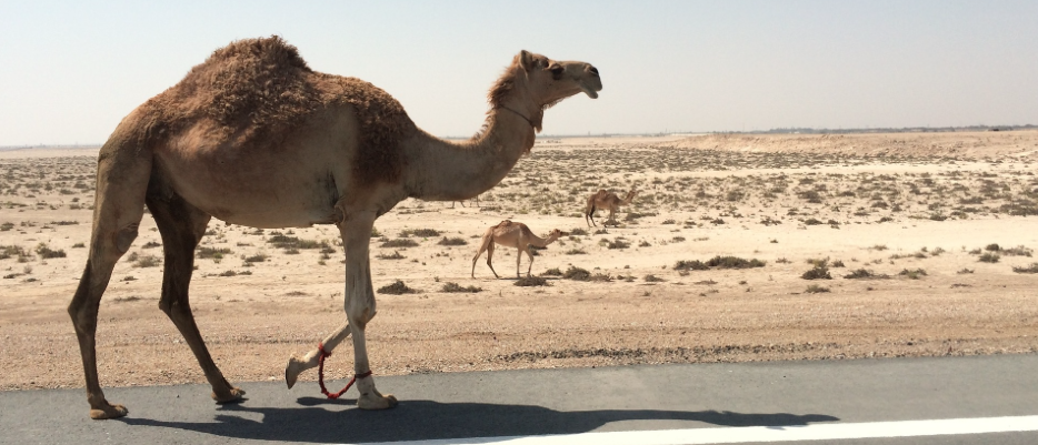 Kamel på vejen i Dubai
